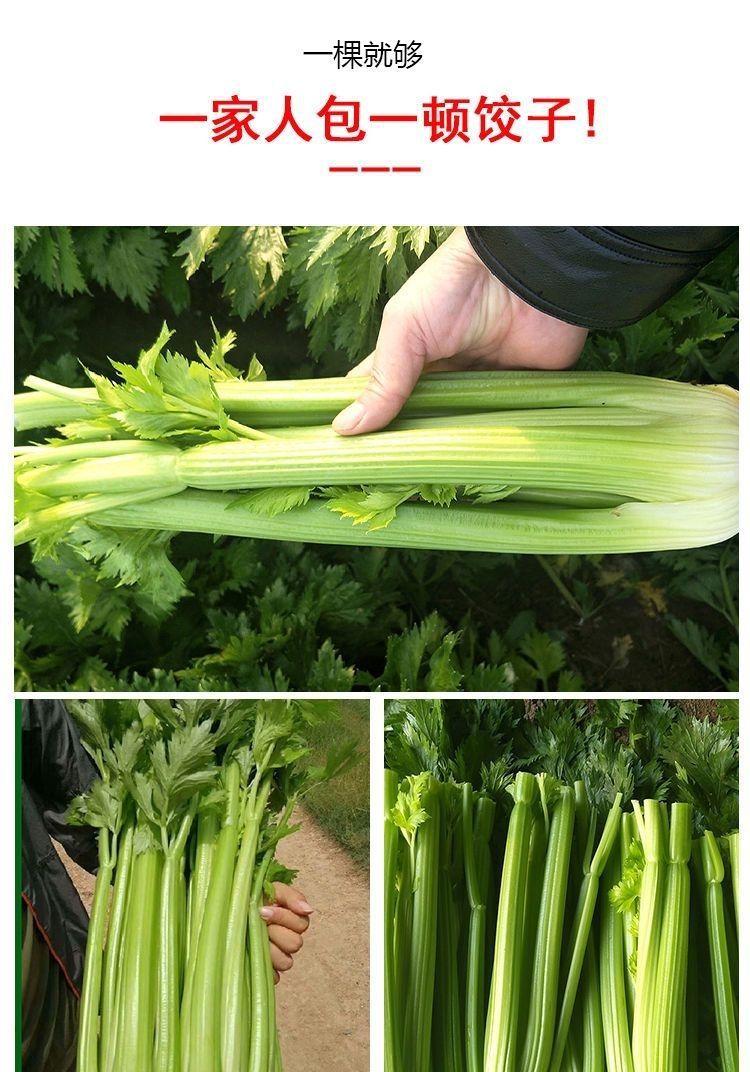 详情_09.jpg
